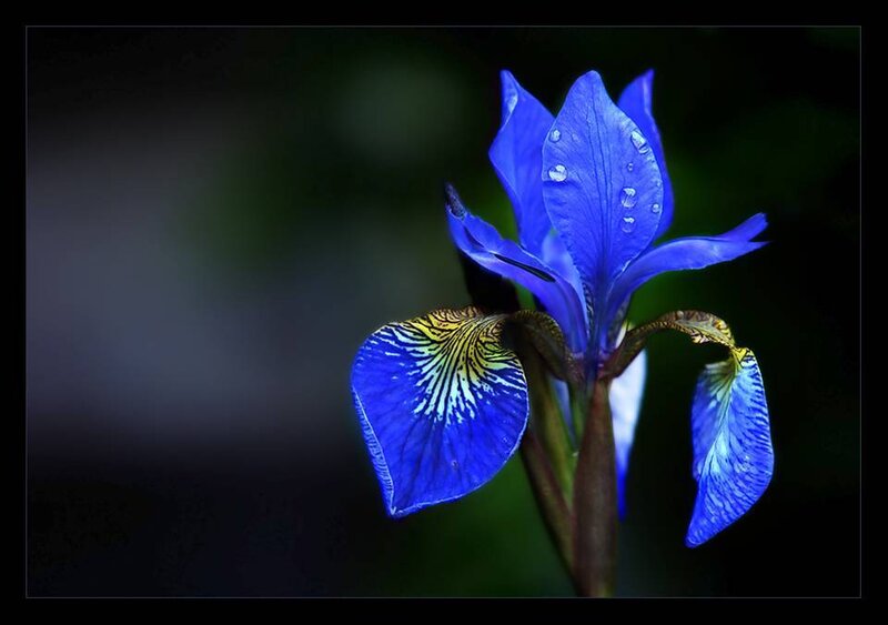 Blue iris with water droplets