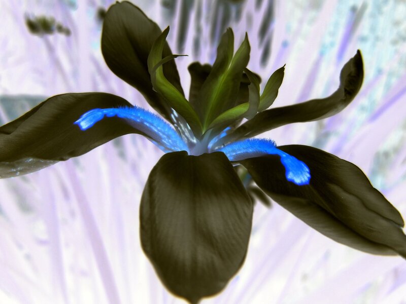 Blue-irised Flower
