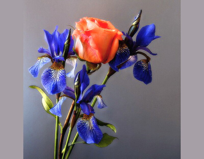 Blue Irises and Orange Rose