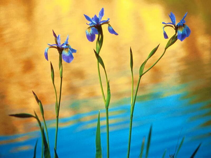 Blue irises by the water