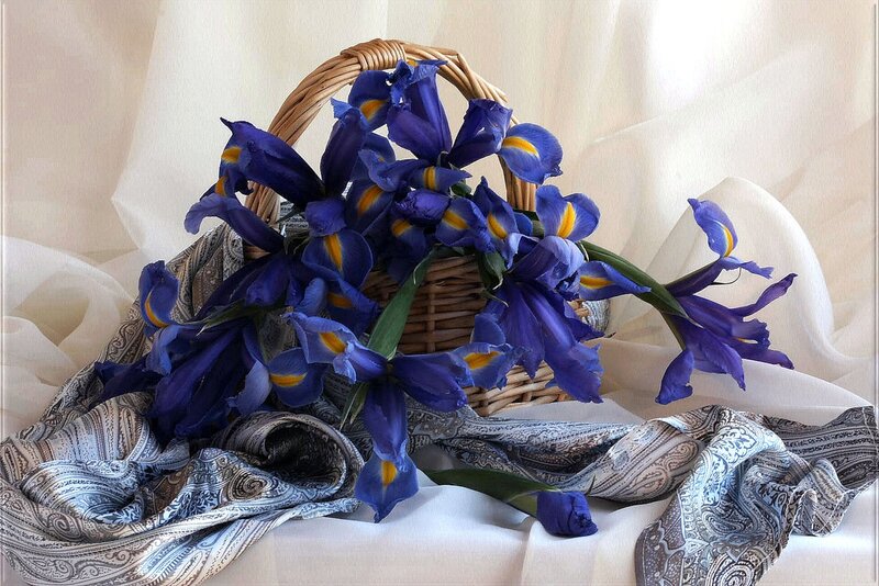 Blue Irises in Basket