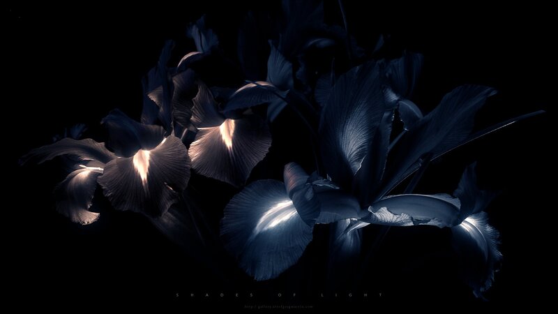 Blue Irises in Darkness