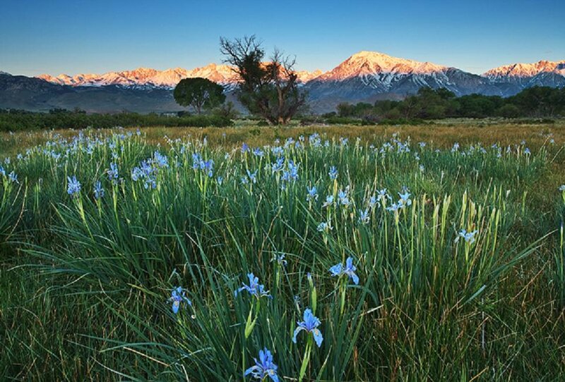Blue Irises in Field