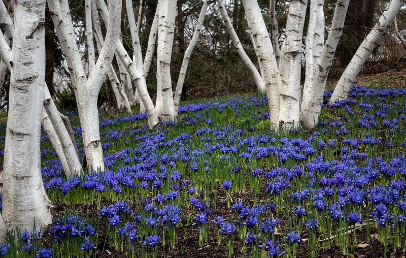 Blue Irises in Forest