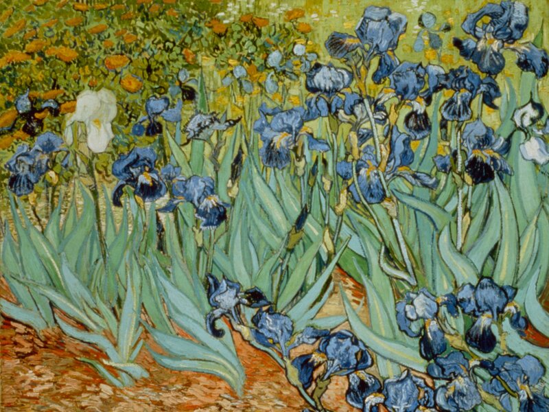 Blue Irises in Garden