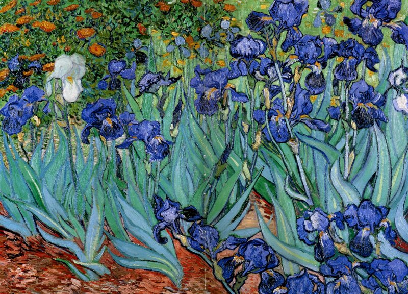 Blue Irises in Garden — Vibrant, Spring