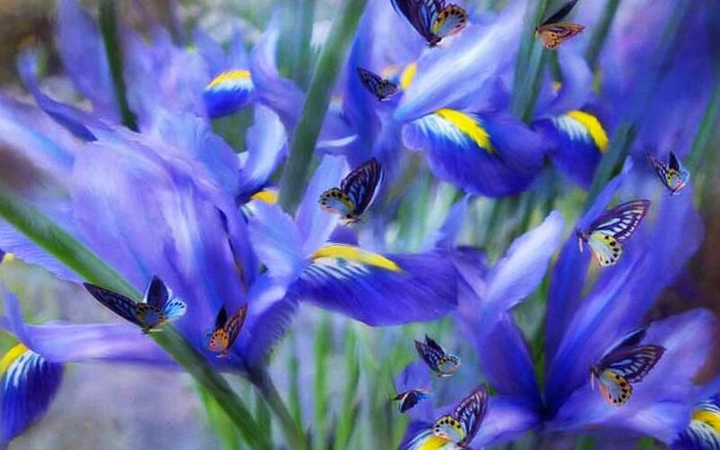 Blue Irises with Butterflies