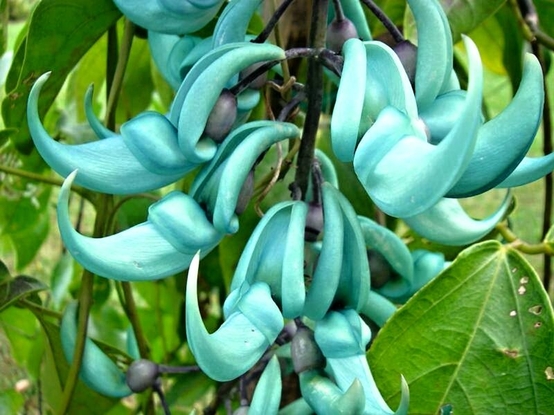 Blue Jade Vine Flowers