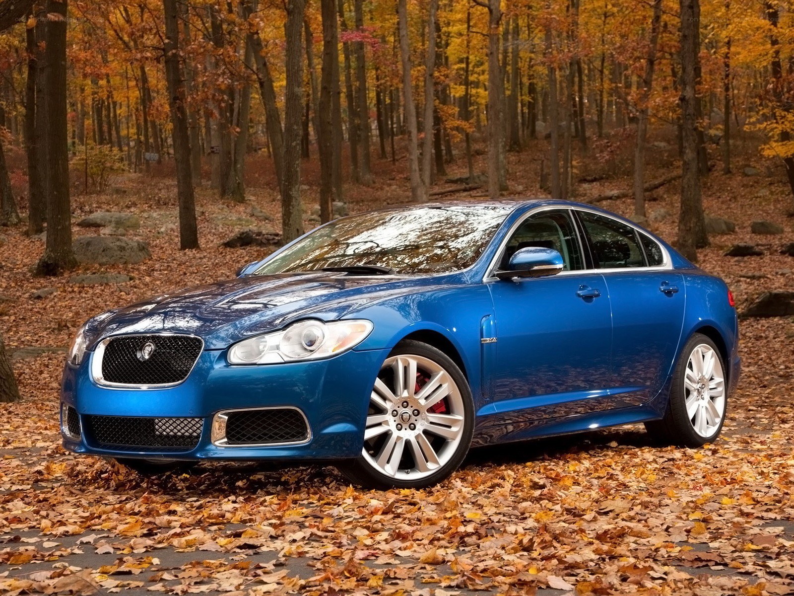 Blue Jaguar in autumn forest