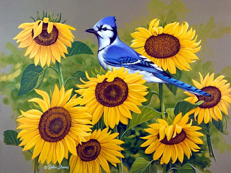 Blue Jay Among Sunflowers
