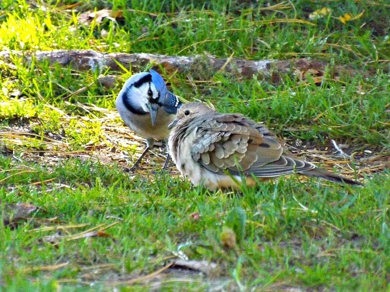 Blue Jay and Dove