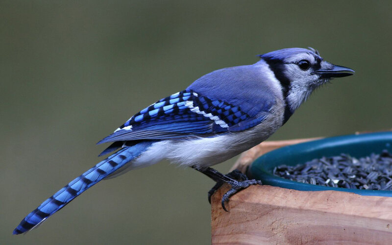 blue jay at a bird feeder