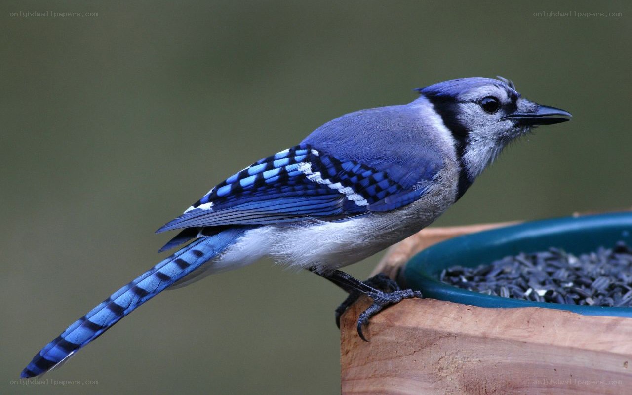 blue jay at a bird feeder