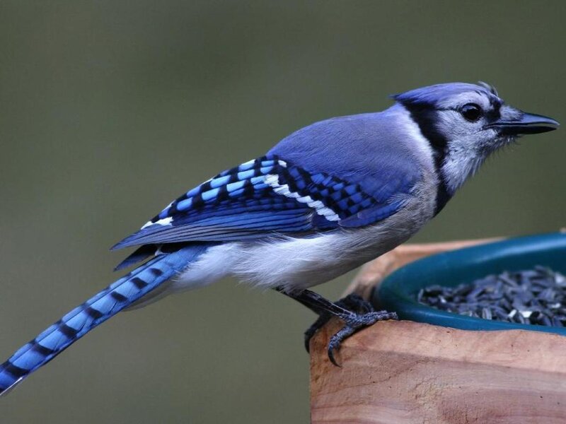 blue jay at a bird feeder