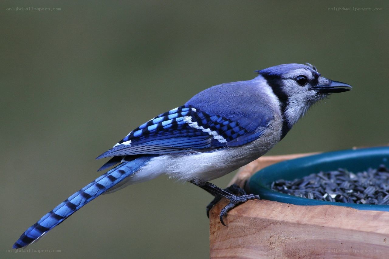 blue jay at a bird feeder