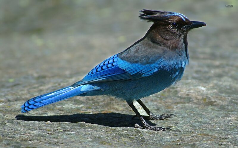 Blue Jay Bird — Calm, Afternoon