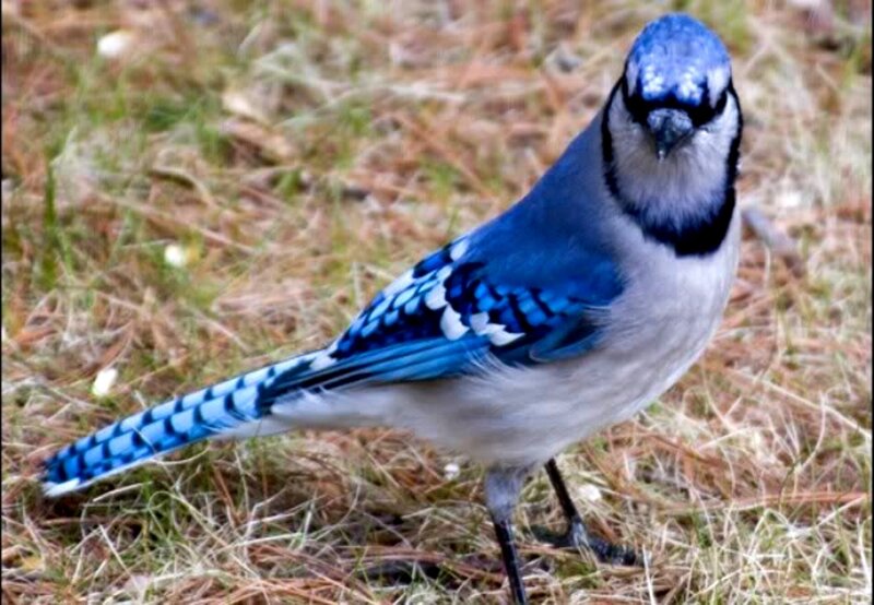 Blue Jay Bird — Calm, Photograph