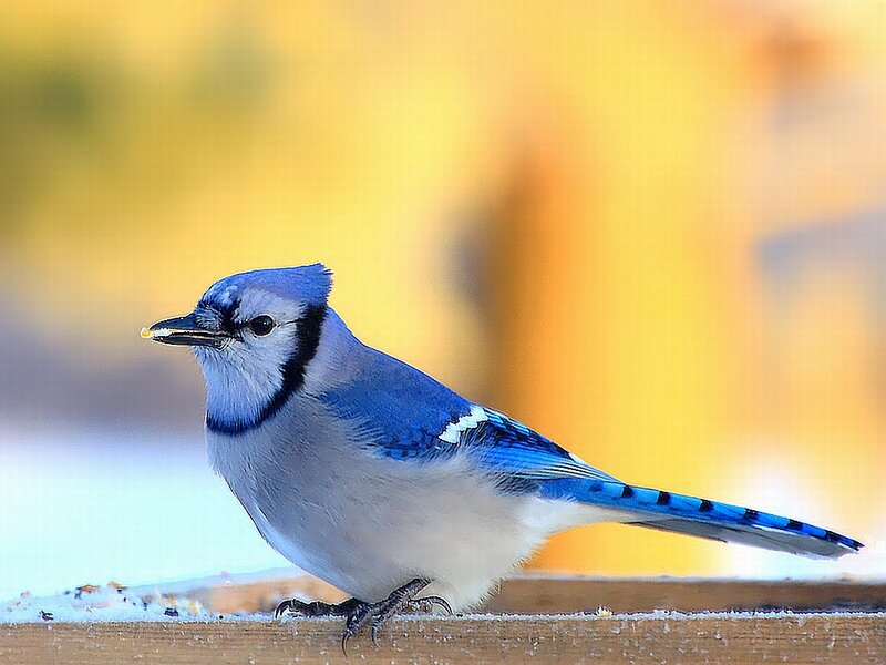 Blue Jay Bird — Calm