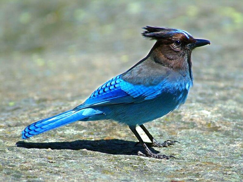 blue jay bird standing