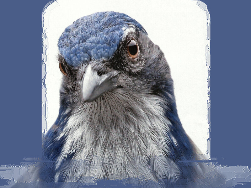 Blue Jay Bird