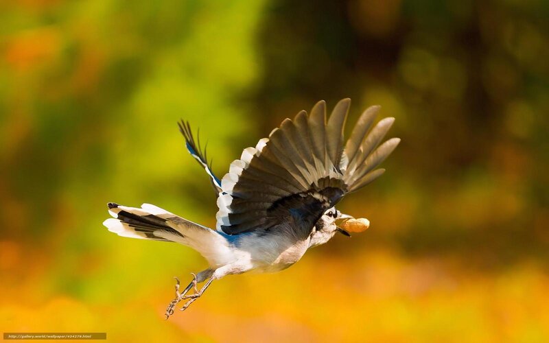 blue jay carrying a nut