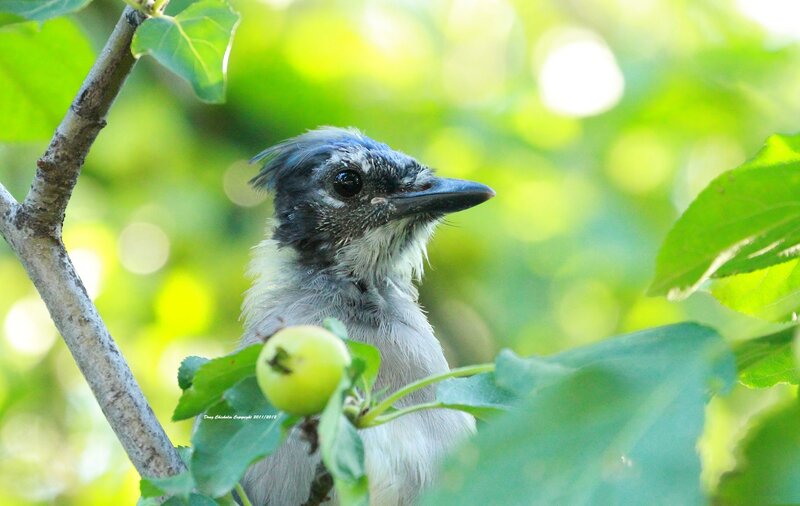 Blue Jay Chick on Branch