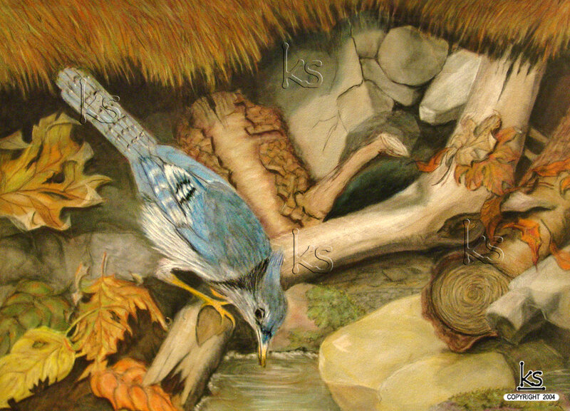 Blue jay drinking from stream