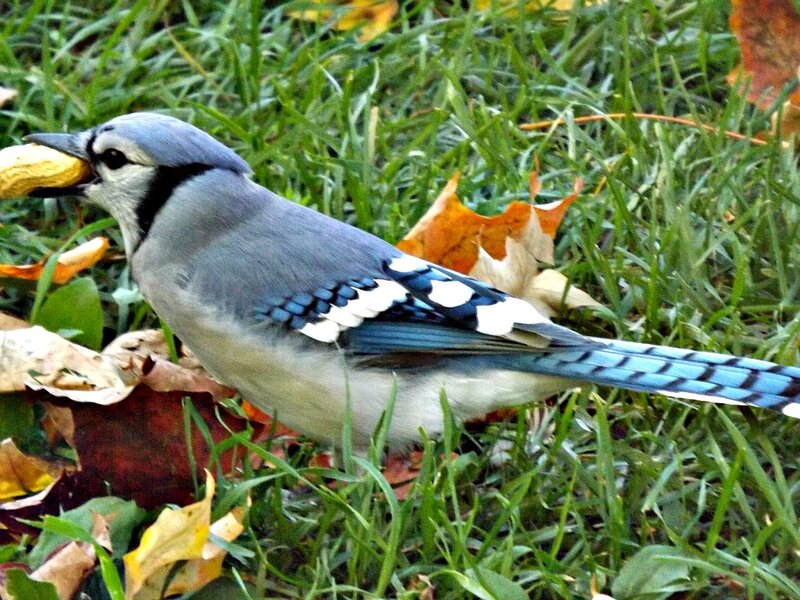 Blue Jay Eating Peanut — Natural
