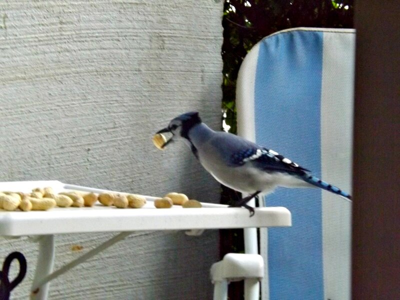 Blue Jay Eating Peanut