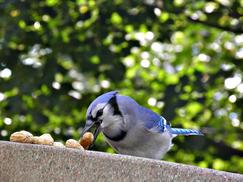 Blue Jay Eating Peanuts — Calm, Afternoon