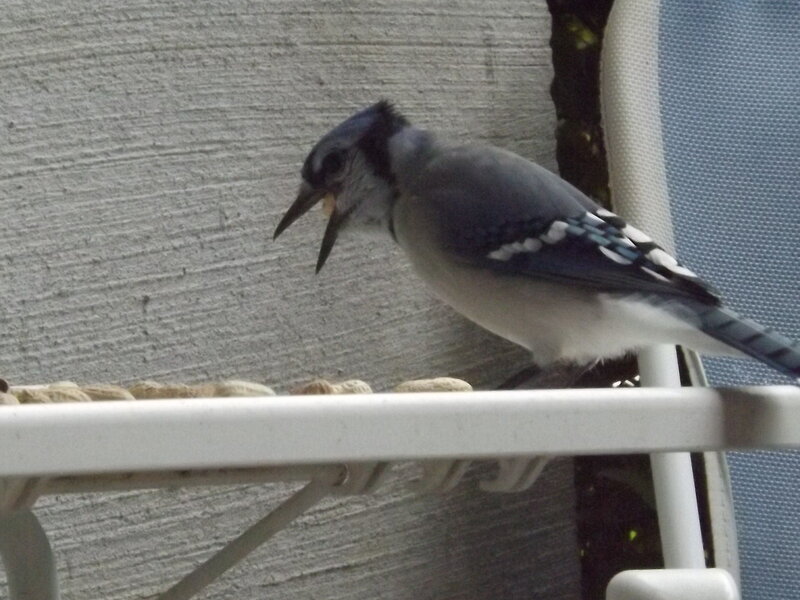 Blue Jay Eating Peanuts — Calm