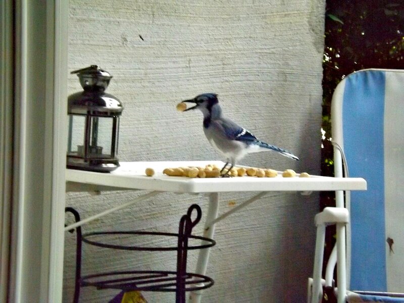 Blue Jay Eating Peanuts