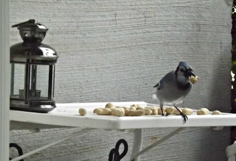 Blue Jay Eating Peanuts — White