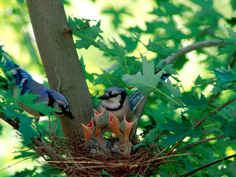 Blue Jay Feeding Chicks