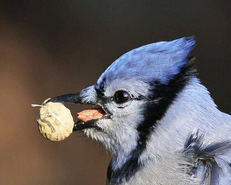 blue jay holding a peanut