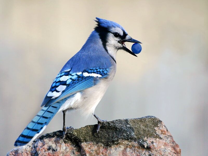 Blue Jay Holding Berry