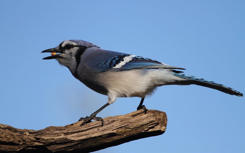 Blue Jay Holding Food