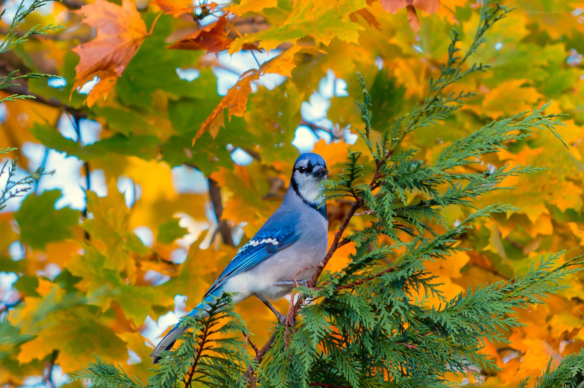 Blue jay in autumn foliage