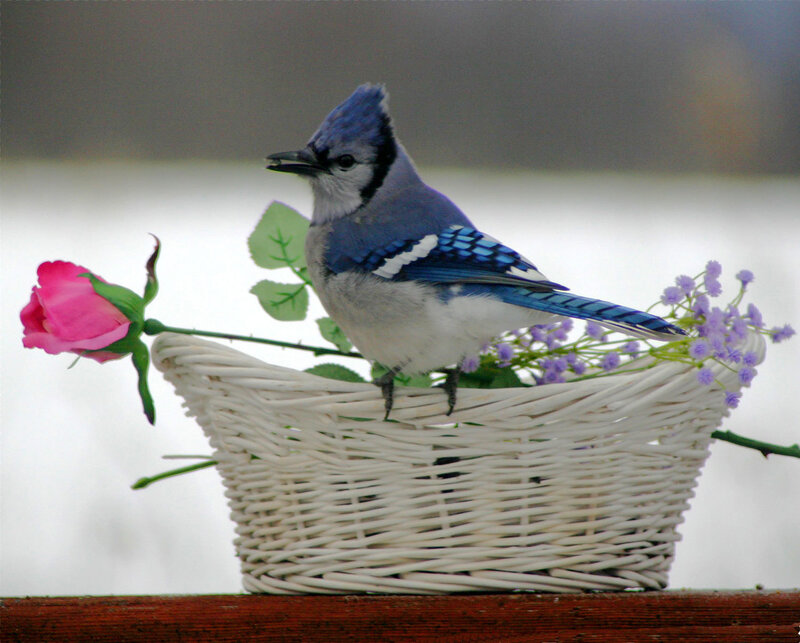 Blue Jay in Basket