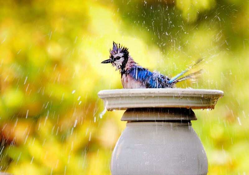 Blue Jay in Birdbath
