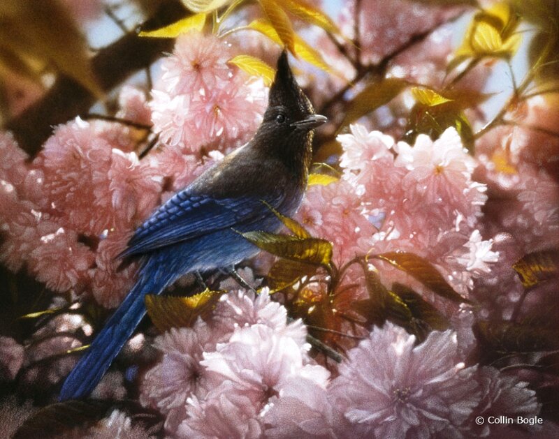 Blue Jay in Cherry Blossoms