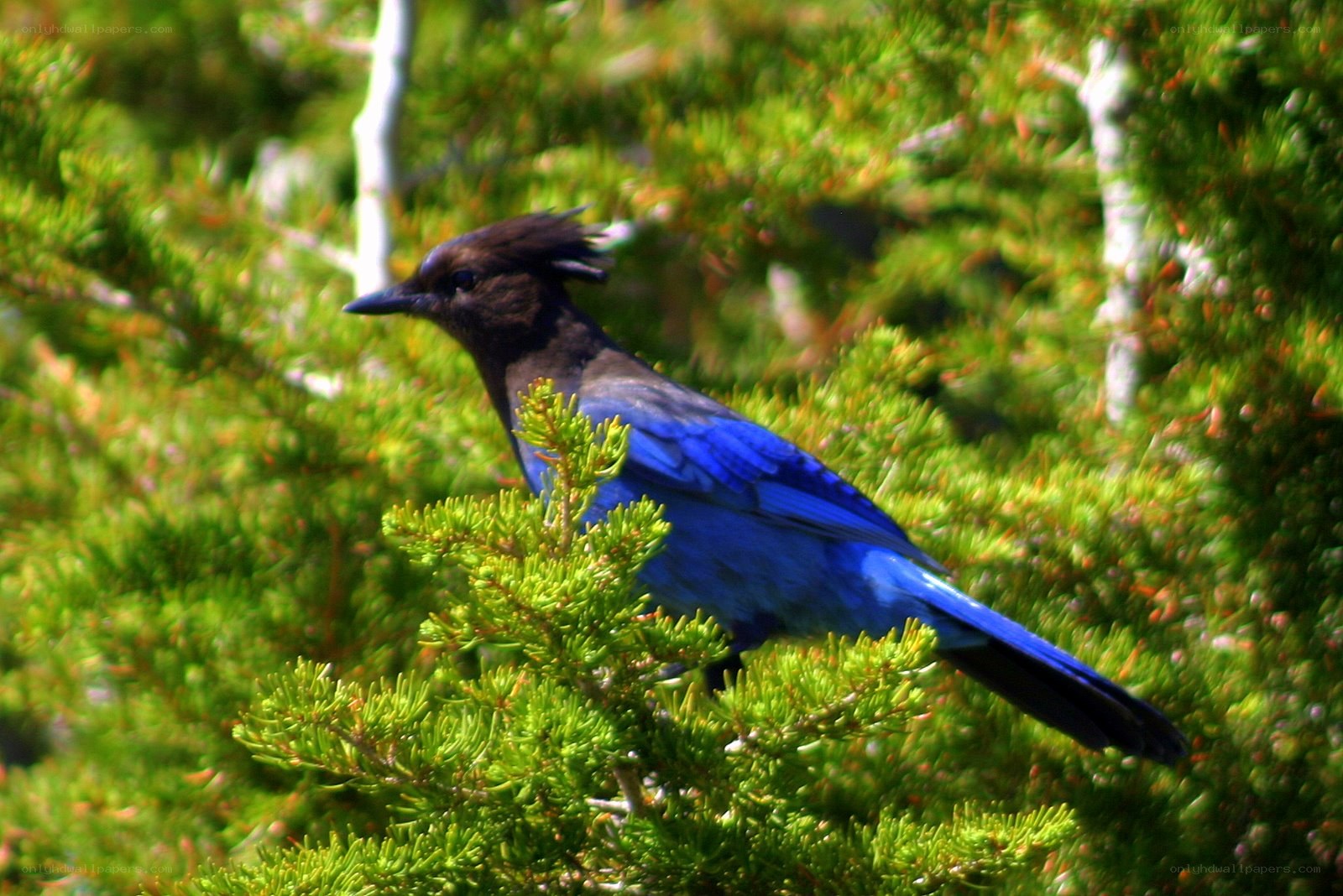 blue jay in evergreen tree