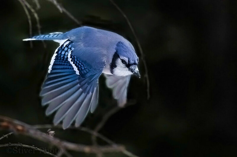Blue Jay in Flight — Dramatic