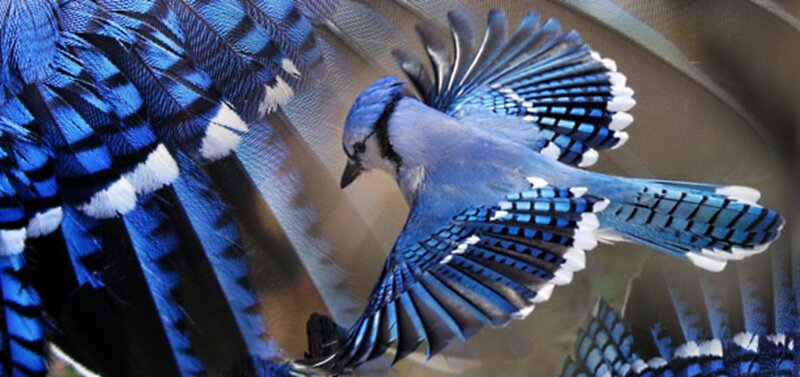 Blue Jay in Flight — Dynamic, Photograph, Feathers