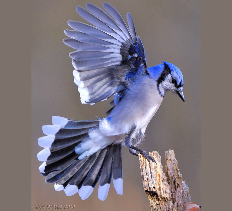 Blue Jay in Flight — Dynamic, Photograph