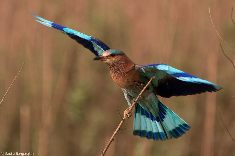 Blue Jay in Flight — Dynamic