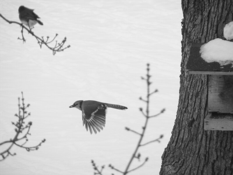 Blue jay in flight near feeder