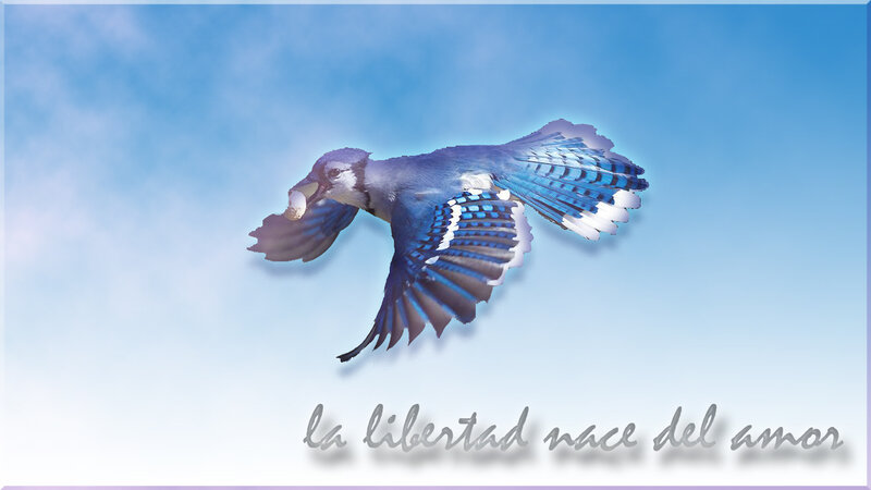 Blue Jay in Flight — Serene