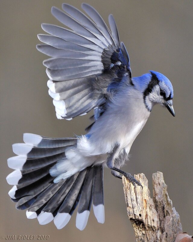 blue jay in flight