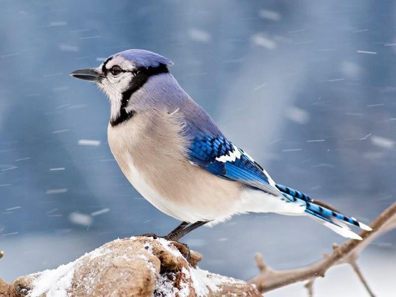 Blue Jay in Snow — Calm
